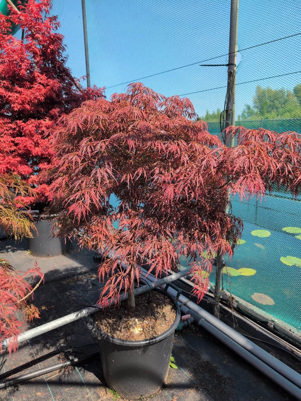 Acer pal. 'Pendulum Julian' - 70 CM Stem C30